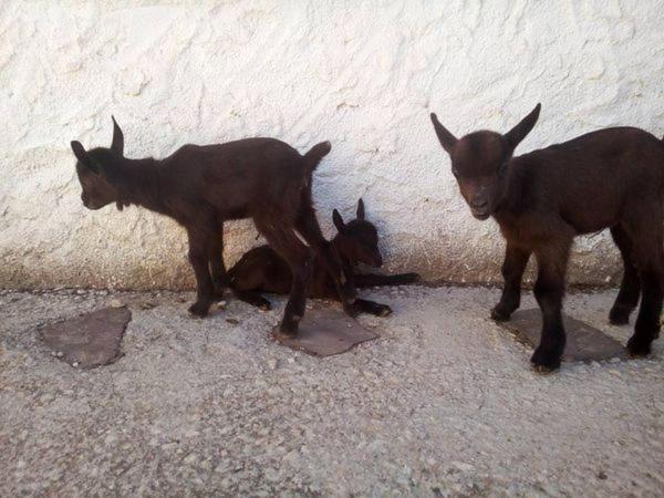 فيلا Granja El Regajo فالنسيا المظهر الخارجي الصورة